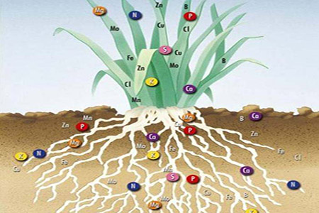 Quá trình hấp thu dinh dưỡng của cây trồng qua lá và rễ